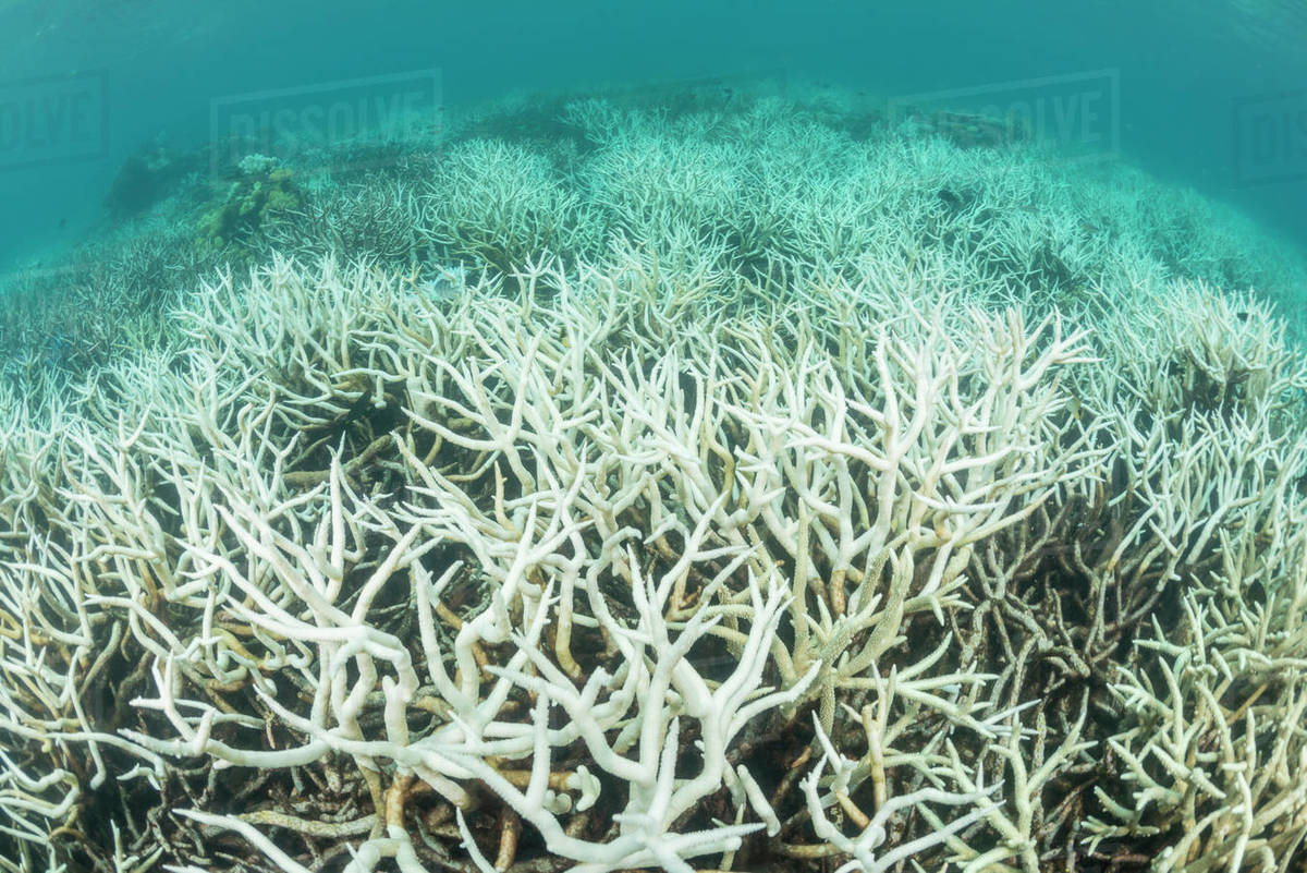 coral bleaching