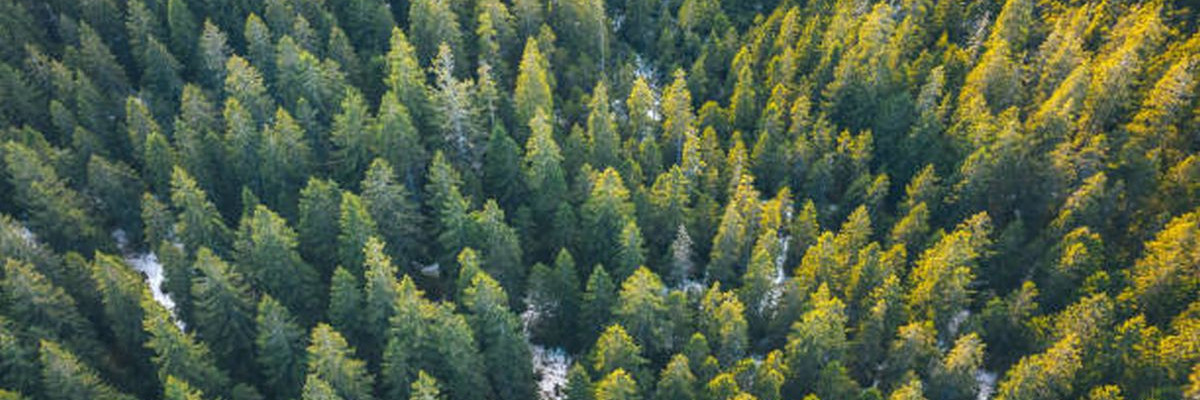 Aerial View On Pine Forest 