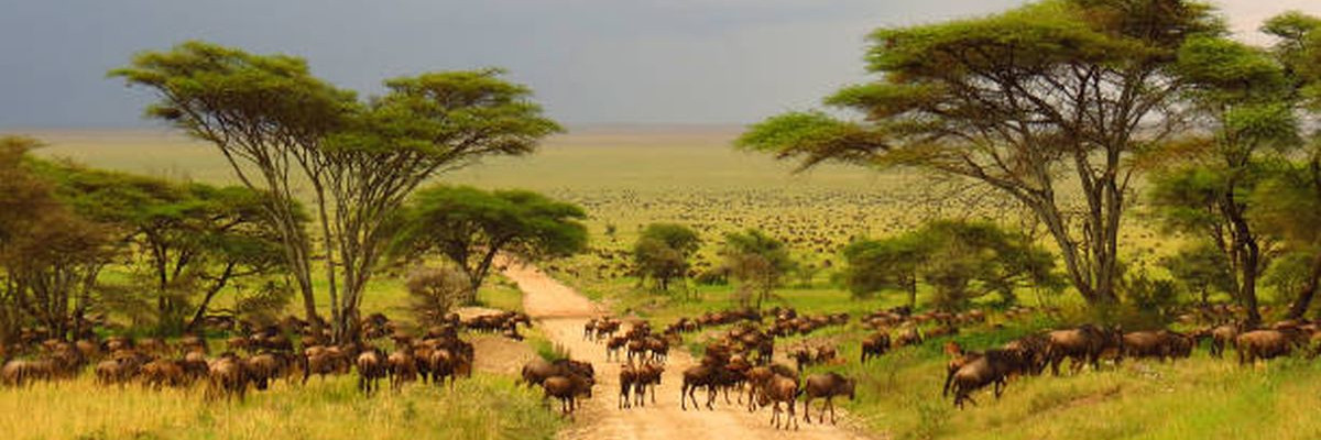 Serengeti plains Tanzania Africa wildebeest migration animals wildlife