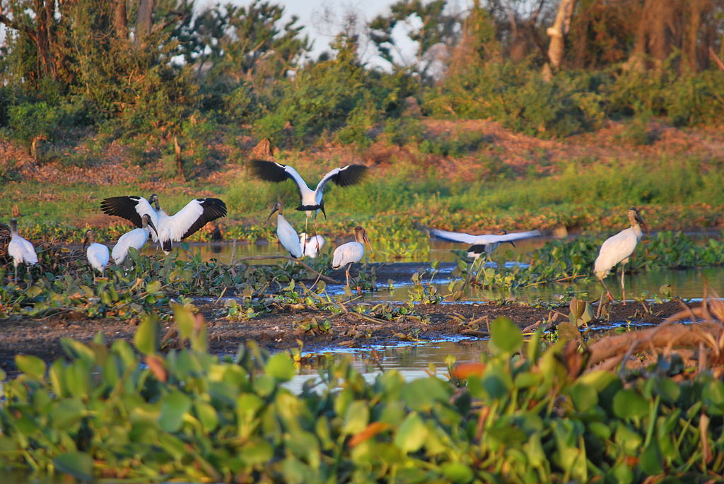 Pantanal Birds