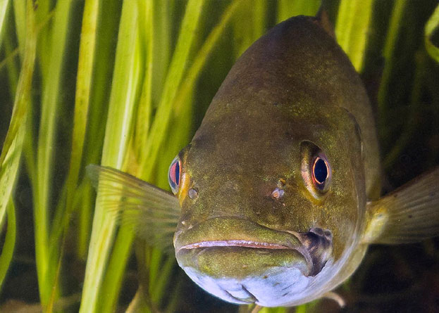 Aquatic Ecosystems
