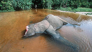 killed elephant