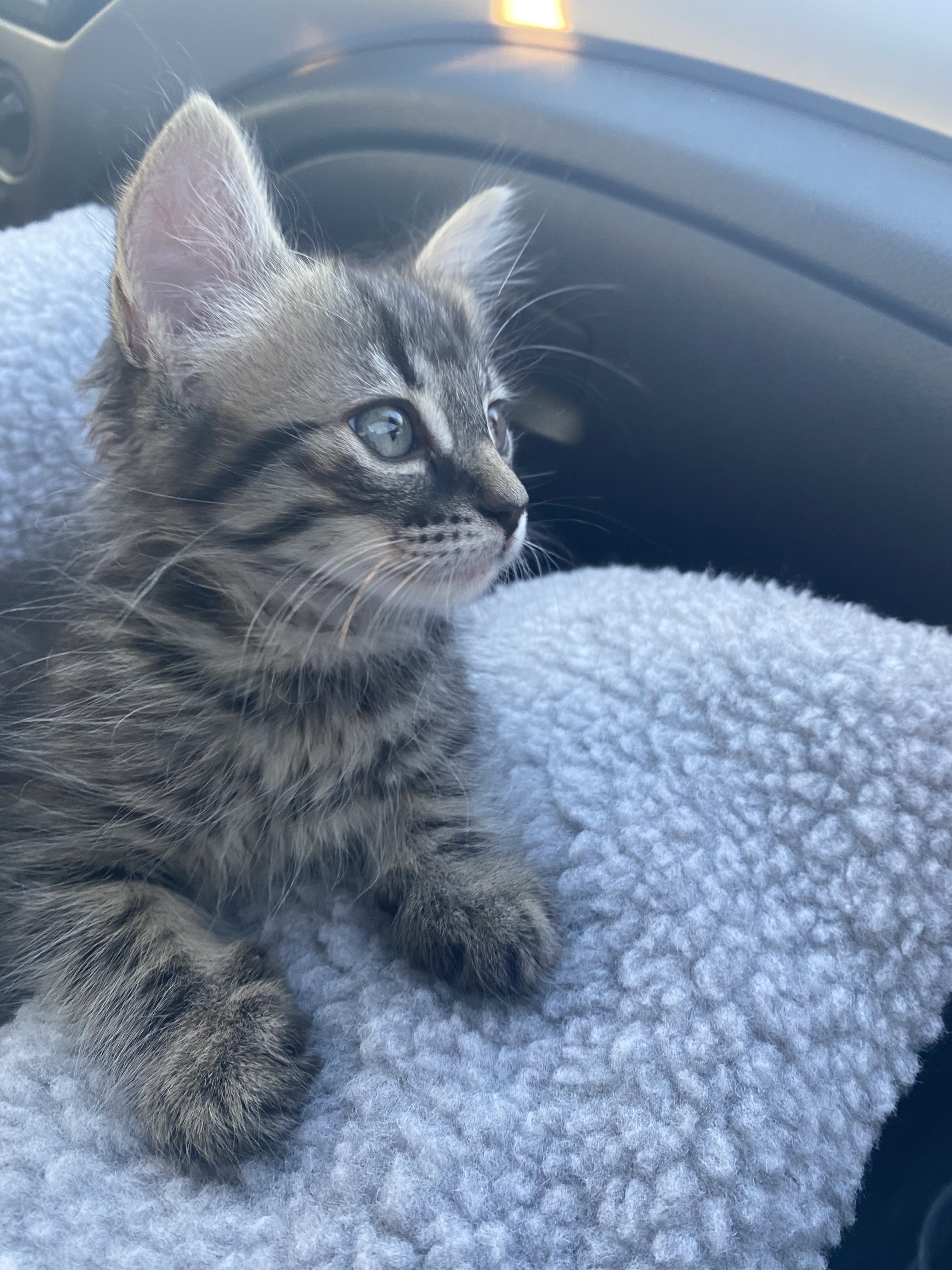 picture of my cat