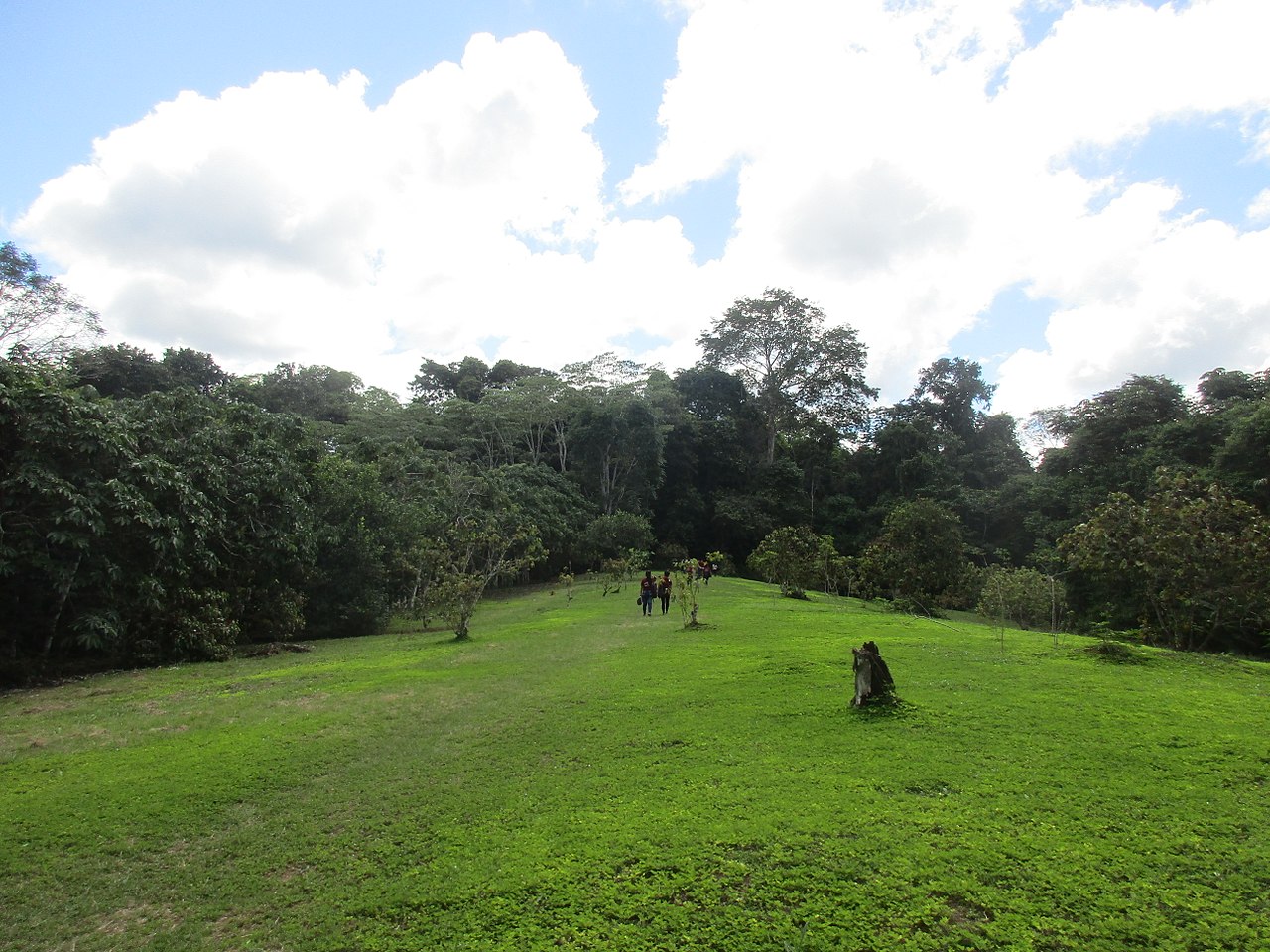 Allpahuayo-Mishana National Reserve